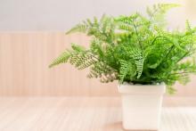 plants that purify the air
